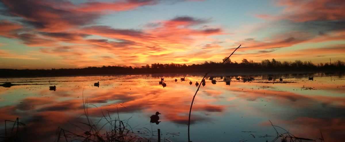 Photo of ducks swimming in the sunset